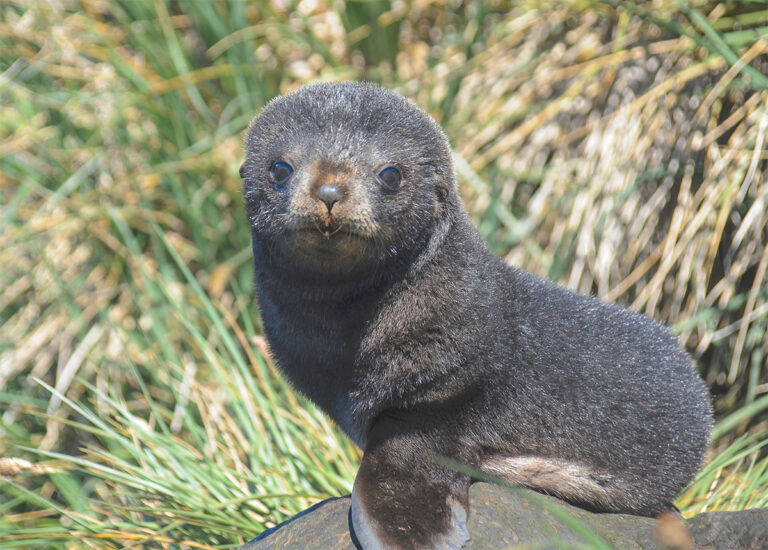 Baby Fur Seal Jane Ball Photography