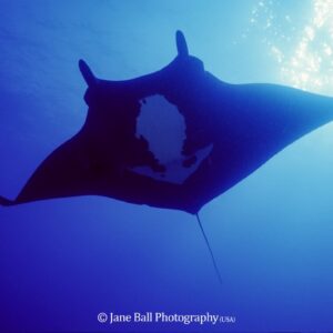 Revillagigedo Islands - Manta Ray 2