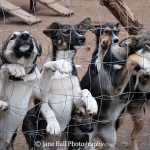 Finland - Kakslauttanen Arctic Resort - Alaskan Husky Puppies