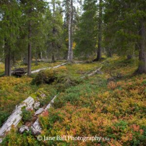 Finland - Urho Kekkonen National Park