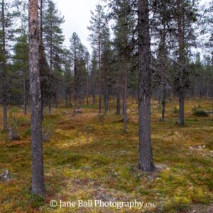 Finland - Kakslauttanen Arctic Resort
