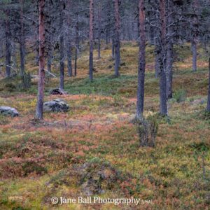 Finland - Kakslauttanen Arctic Resort