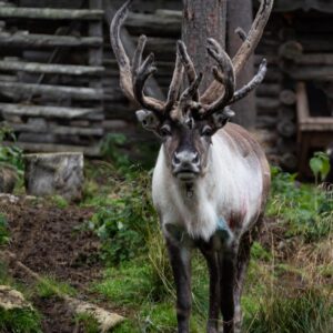 Finland - Kakslauttanen Arctic Resort - Santa’s Reindeer