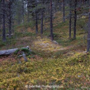 Finland - Kakslauttanen Arctic Resort- Oct. 7